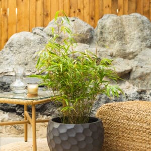 Bambus – vrtna biljka | Hortiqa