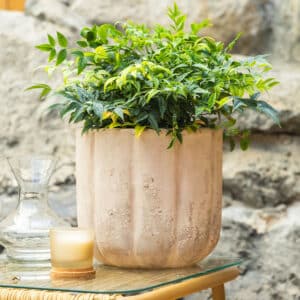 Nebaski bambus – vrtna biljka | Hortiqa