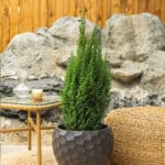 Borovica – vrtna biljka | Hortiqa