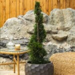 Leylandov čempres – vrtna biljka | Hortiqa