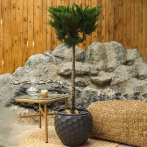 Borovica – vrtna biljka | Hortiqa