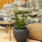 Zlatna tisa – vrtna biljka | Hortiqa