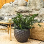 Puzeća tisa – vrtna biljka | Hortiqa