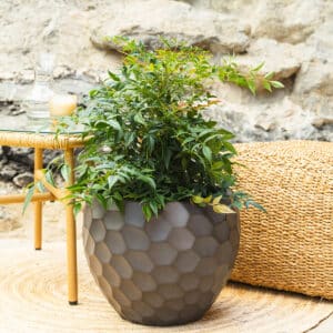 Nebeski bambus – vrtna biljka | Hortiqa