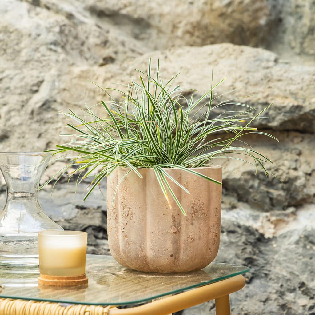 Carex (šaš) – vrtna biljka | Hortiqa