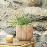 Carex (šaš) – vrtna biljka | Hortiqa