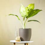 Difenbahija – sobna biljka | Hortiqa