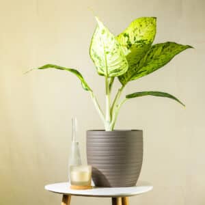 Difenbahija – sobna biljka | Hortiqa