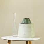 Domino kaktus – sobna biljka | Hortiqa