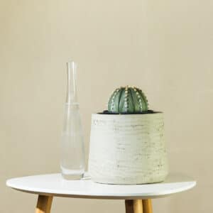 Domino kaktus – sobna biljka | Hortiqa