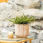 Crnjuša – vrtna biljka | Hortiqa