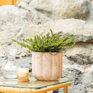 Crnjuša – vrtna biljka | Hortiqa