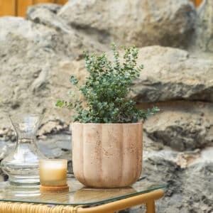 Eukaliptus – vrtna biljka | Hortiqa