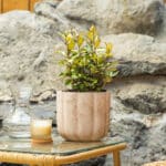 Srebrna dafina/srebrna maslina – vrtna biljka | Hortiqa