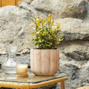 Srebrna dafina/srebrna maslina – vrtna biljka | Hortiqa