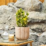 Kurika – vrtna biljka | Hortiqa