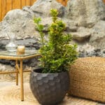 Kurika – vrtna biljka | Hortiqa
