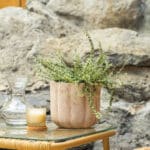 Kurika – vrtna biljka | Hortiqa