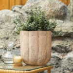 Kurika – vrtna biljka | Hortiqa