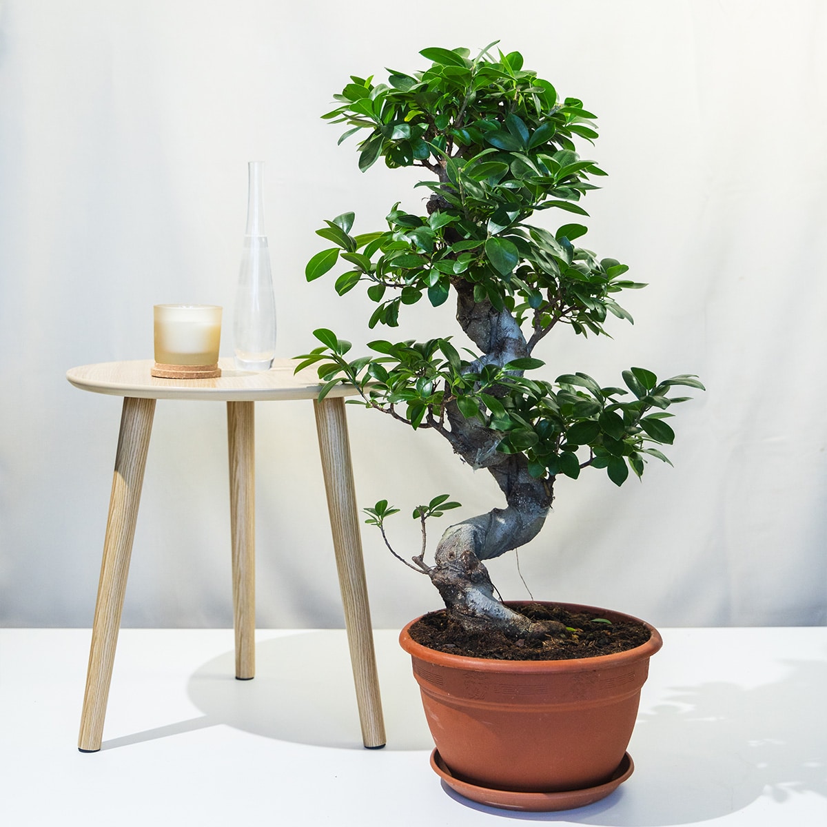 Bonsai fikus  Ficus microcarpa Ginseng - hortiqa
