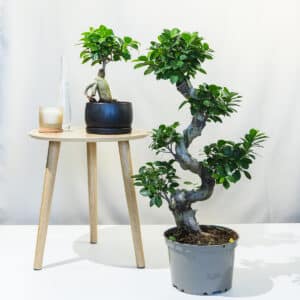Bonsai fikus – sobna biljka | Hortiqa