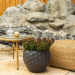 Abelija – vrtna biljka | Hortiqa