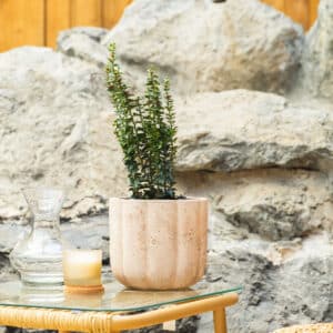 Bršljan – vrtna biljka | Hortiqa