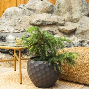 Zlatni himalajski cedar – vrtna biljka | Hortiqa