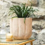 Liriope – vrtna biljka | Hortiqa