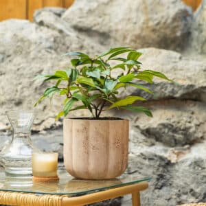 Lemprika – vrtna biljka | Hortiqa