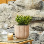 Japanska božikovina – Ilex crenata ‘Dark Green’ | Hortiqa