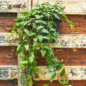 Bršljan – vrtna biljka | Hortiqa