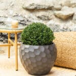 Japanska božikovina – vrtna biljka | Hortiqa