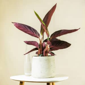 Kalateja – sobna biljka | Hortiqa