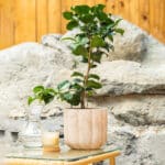 Kamelija – vrtna biljka | Hortiqa