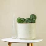 Kaktus San Pedro – sobna biljka | Hortiqa