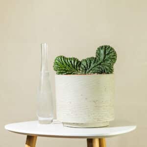 Kaktus San Pedro – sobna biljka | Hortiqa