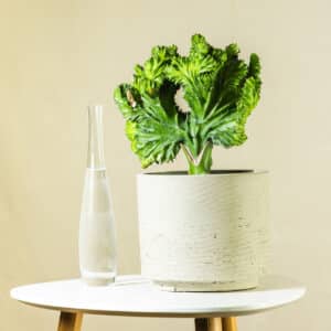 Koraljni kaktus – sobna biljka | Hortiqa