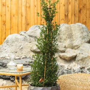 Kalifornijski jorgovan – vrtna biljka | Hortiqa