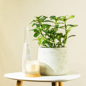 Pustinjska ruža – sobna biljka | Hortiqa