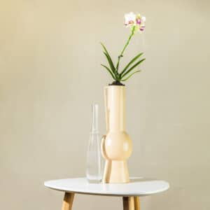 Orhideja – sobna biljka | Hortiqa