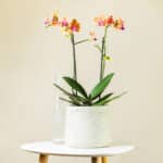Orhideja – sobna biljka | Hortiqa