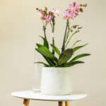 Orhideja – sobna biljka | Hortiqa