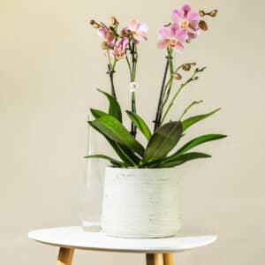 Orhideja – sobna biljka | Hortiqa