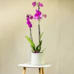 Orhideja – sobna biljka | Hortiqa