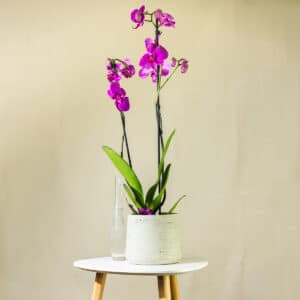 Orhideja – sobna biljka | Hortiqa