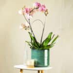 Orhideja – sobna biljka | Hortiqa