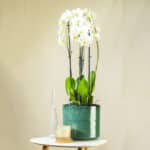 Orhideja – sobna biljka | Hortiqa