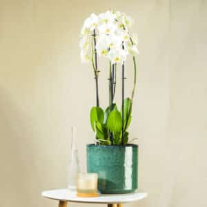 Orhideja – sobna biljka | Hortiqa