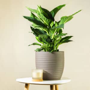 Difenbachia – sobna biljka | Hortiqa